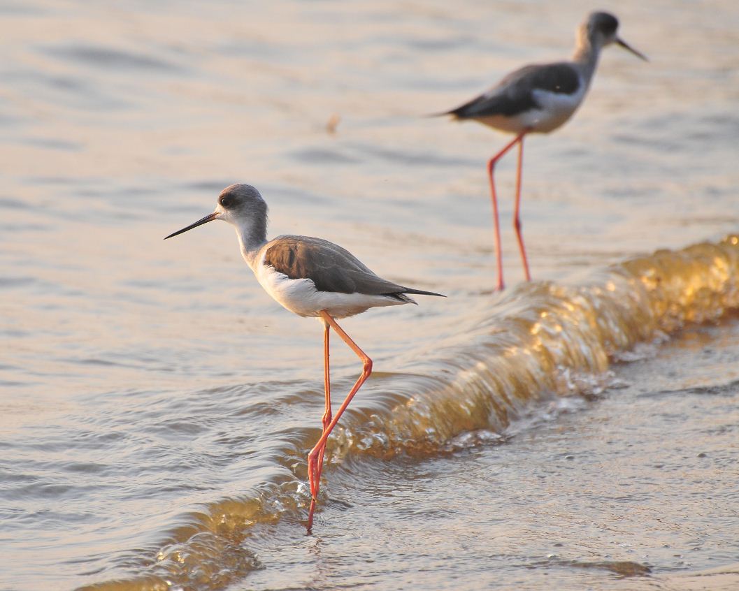  Bird Washing at Serenada Eo Resort.